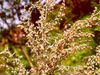 Растение полынь горькая Artemisia absinthium (фото Serge)